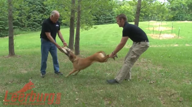 Wheelbarrow Technique Breaking Up Dog Fight