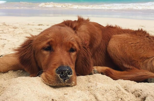 beach-bum-dog
