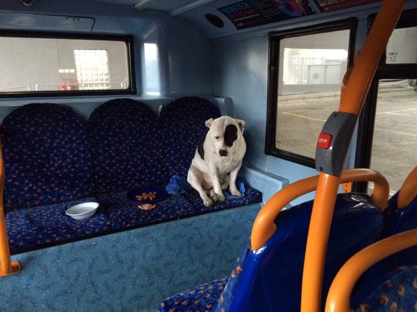 buster on bus