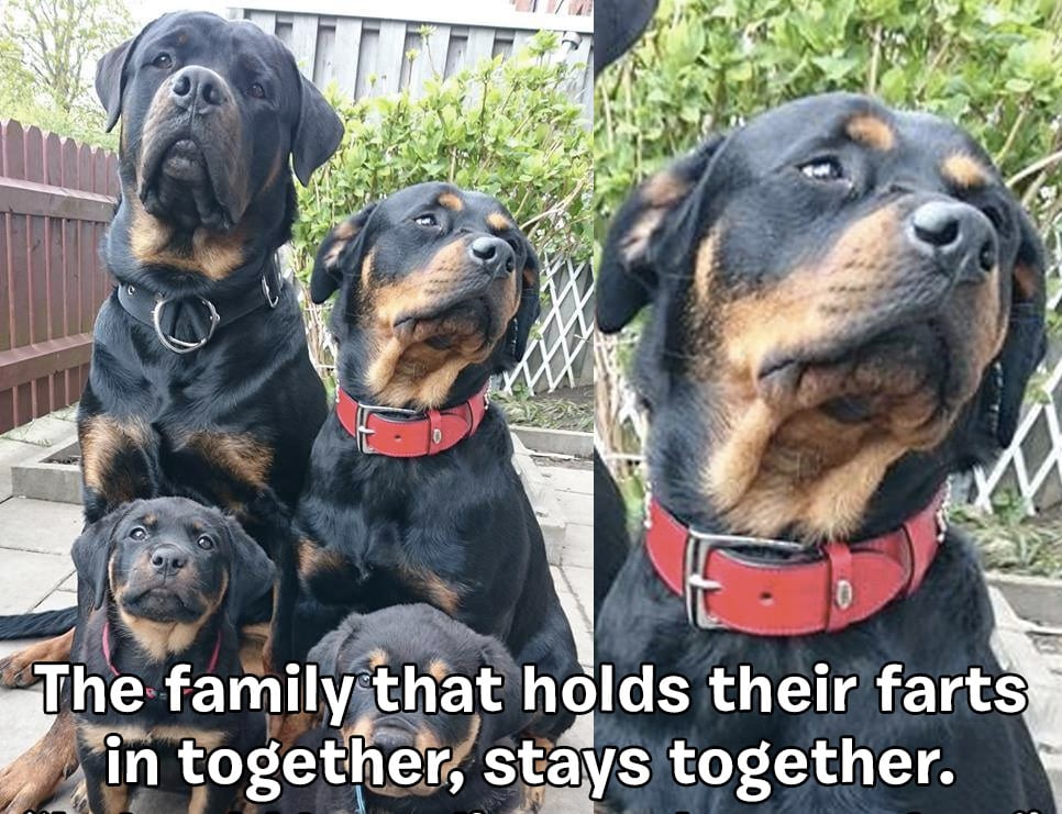 captionthis-rottie-honorable-mention-2