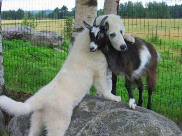 dog with goat