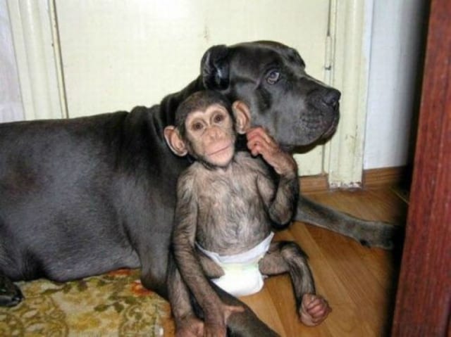 chimp-dog-best-friends-monkey-4