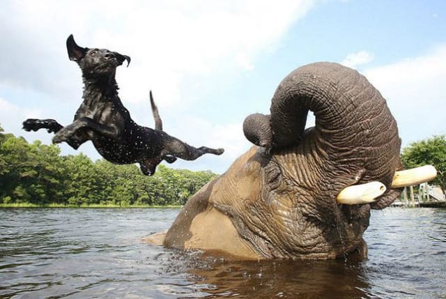 dog and elephant
