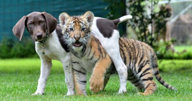 dog and tiger