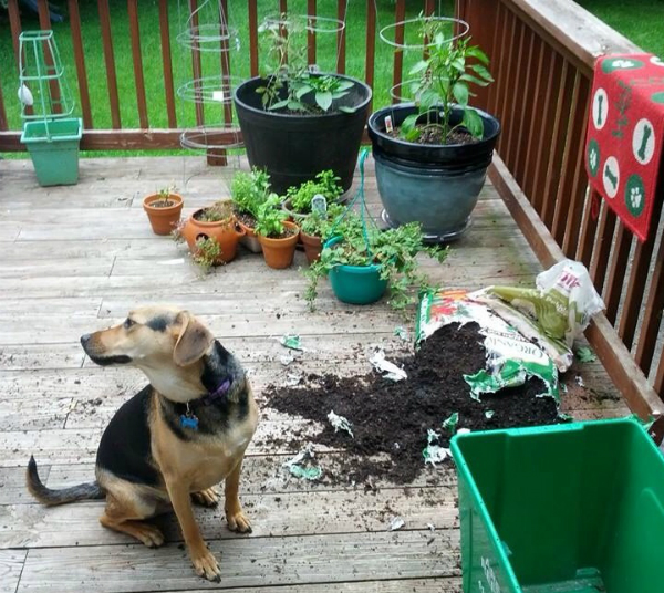 dog destroys soil