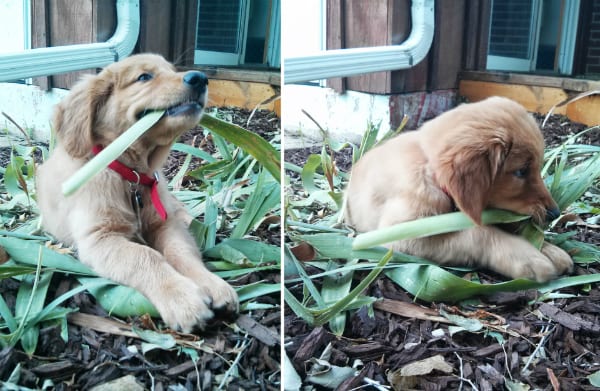 dog eating plants