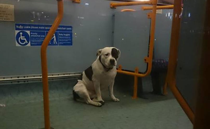 dog left on bus