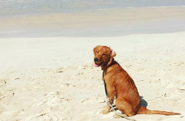 dog-on-beach