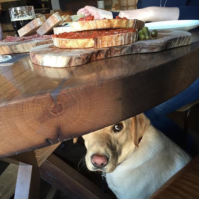 dog one eye under table