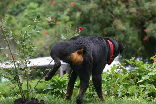 dog peeing on plants
