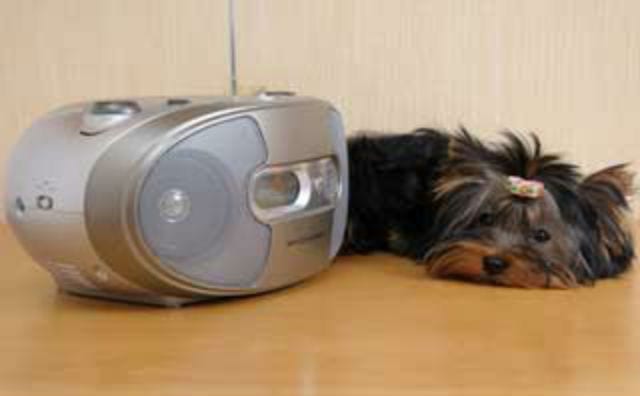 dog-radio_0