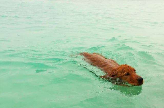 dog-swimming