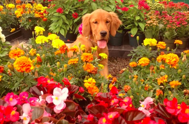 dog-with-flowers