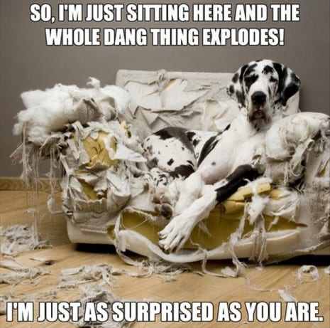funny-dogs-chewed-up-couch-465x461
