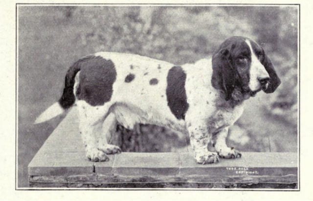 how-some-dog-breeds-have-changed-over-a-century-11-photos-10
