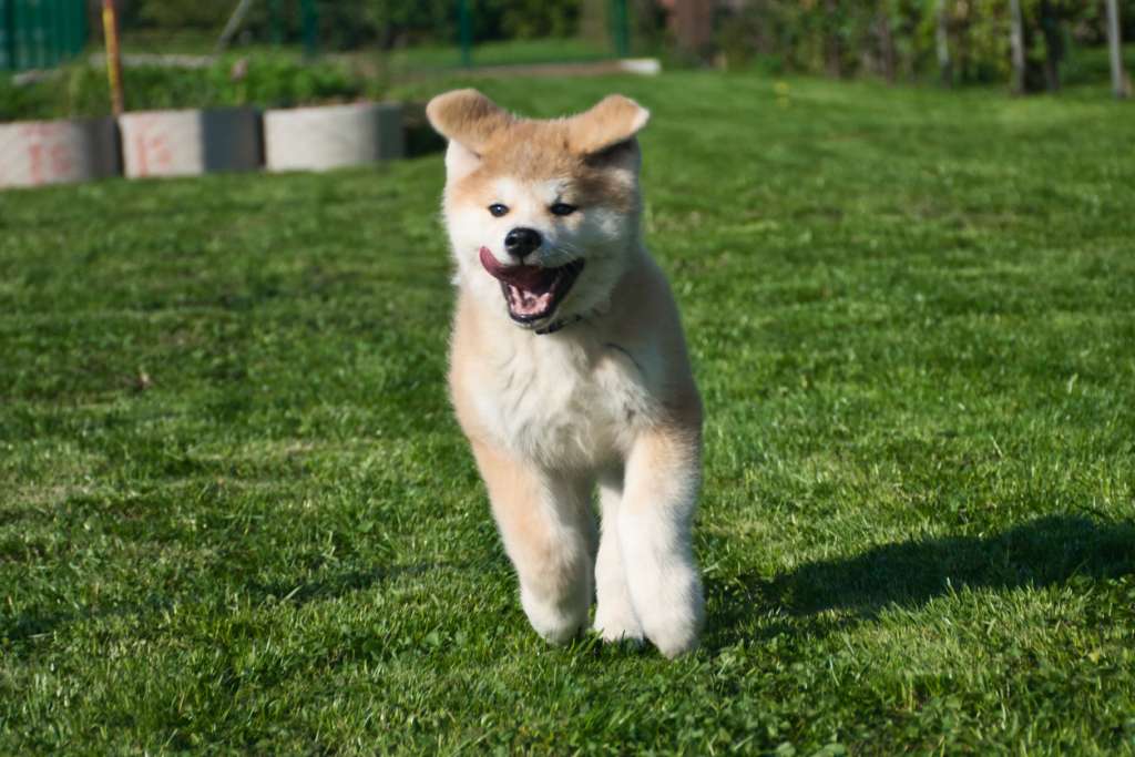 Akita inu puppy running in the grass
