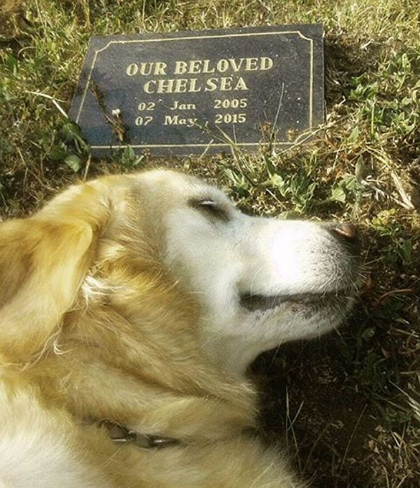 Would Your Dog Really Know If You Passed Away Bark Post