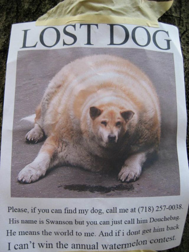 lost-pet-fat-dog