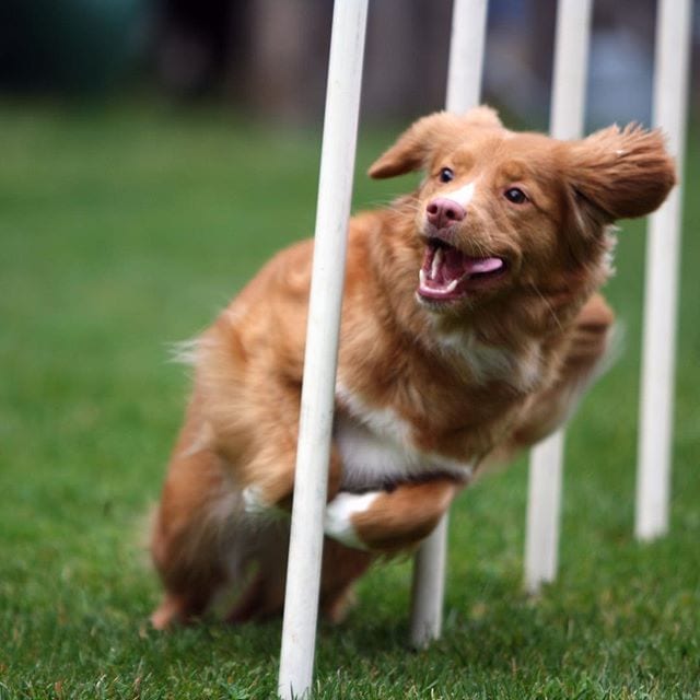 maia_the_toller