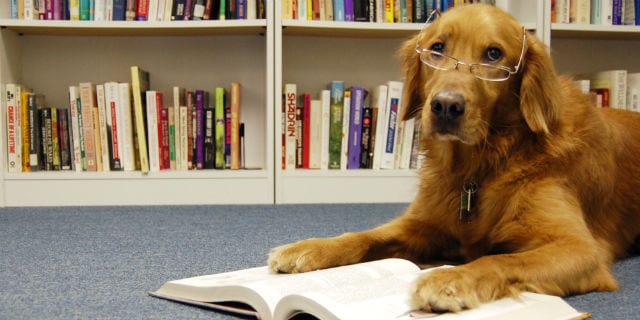 o-DOG-READING-A-BOOK-facebook