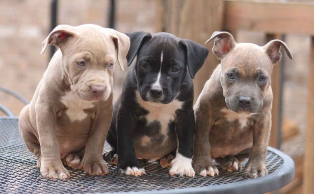 red-and-blue-nose-pitbull-puppies