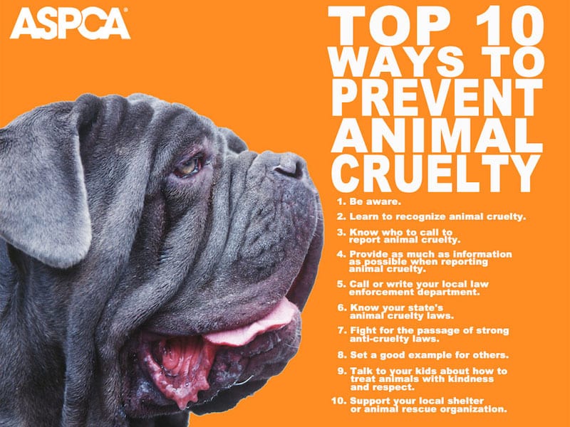 10 Ways to Prevent Animal Cruelty