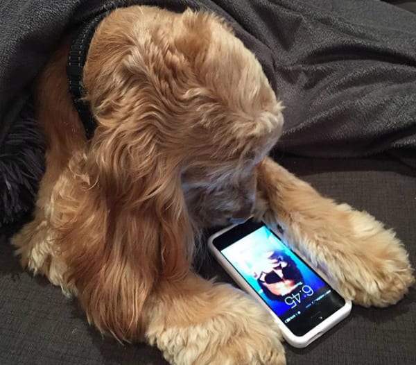 rosehipvitalcanine