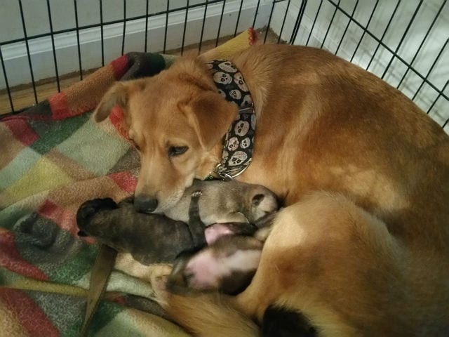 ruby and pups