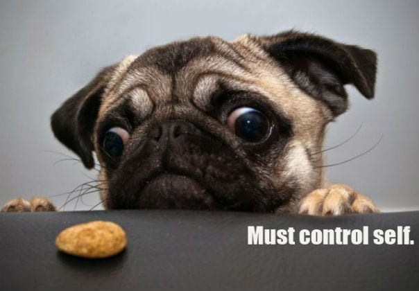 selfcontrol dog-1