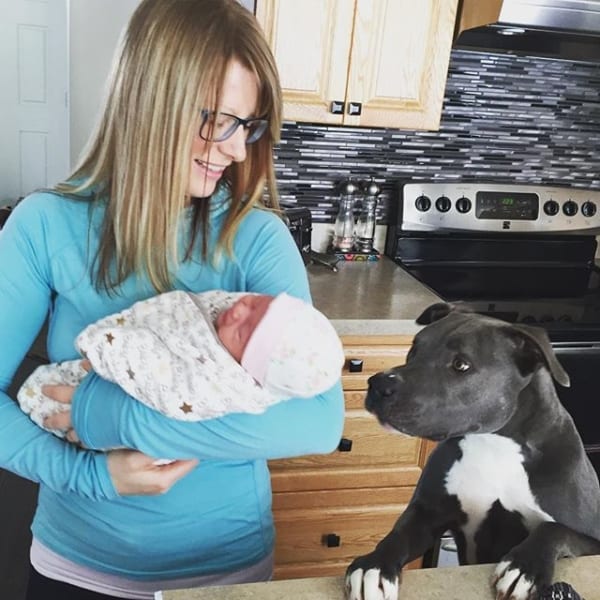 dog meeting newborn