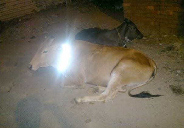Cattle with reflective collars