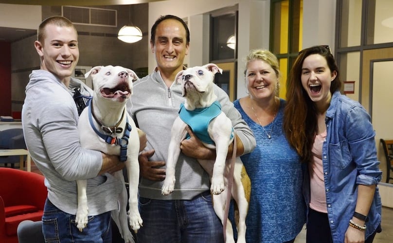 Couple Adops Blind Bulldog For Their Blind Dog