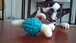 Dog doesn't get how to play with rubber toy - Imgur