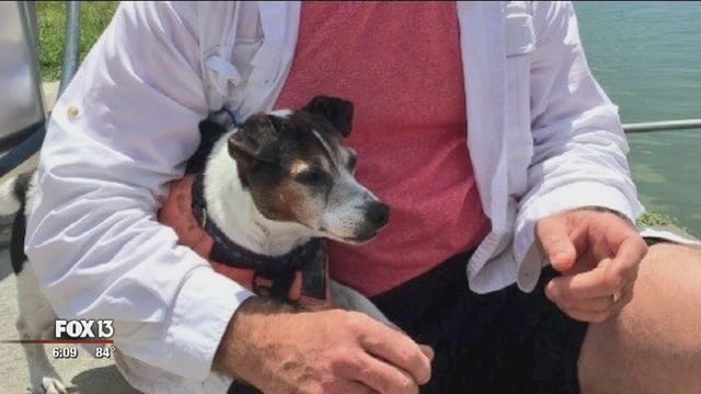 jack russell rescued