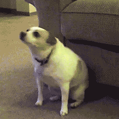 In a good mood here have my favorite dancing dog gif - Imgur