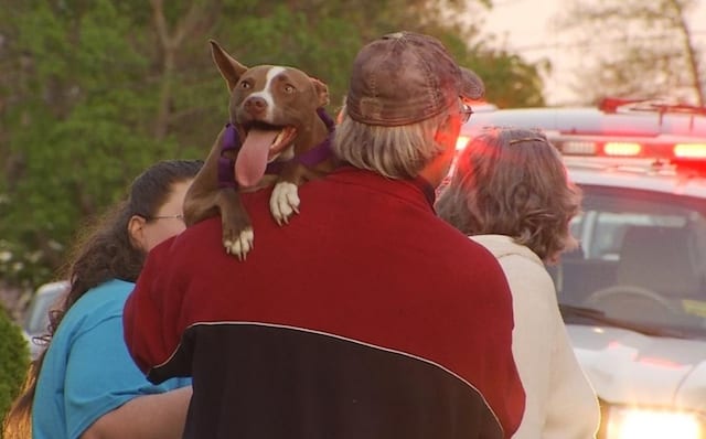Rescue Pit Bull Saves Owner From Fire