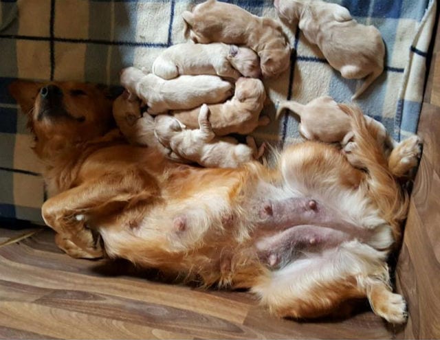 What Happens To A Mom Dog s Body After Birth 