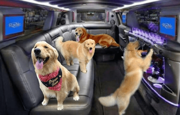 dog friends party bus