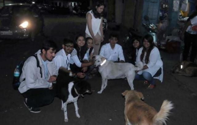 MotoPaws volunteers fit stray dogs with reflective collars