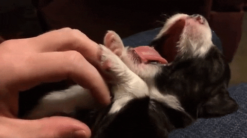TOP OF ARTICLE puppy yawn gif giphy