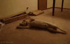 The Ultimate Dog Running Their Sleep - Imgur