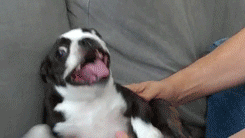 This dog broke the derp meter - Imgur