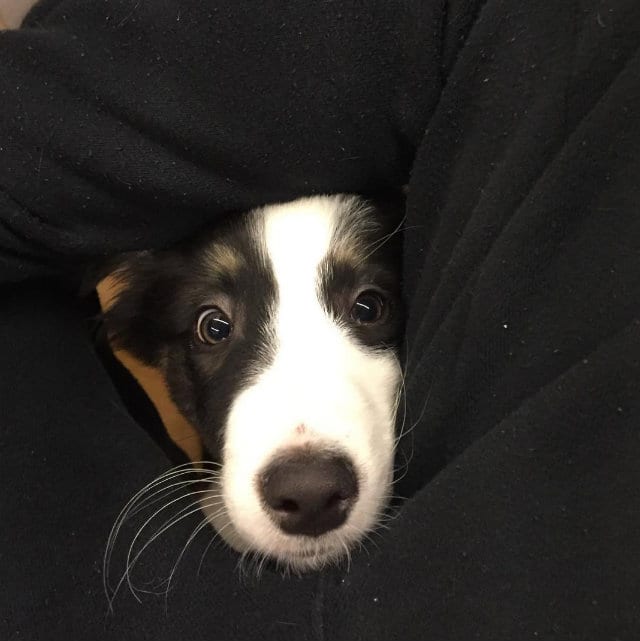 aussie begging