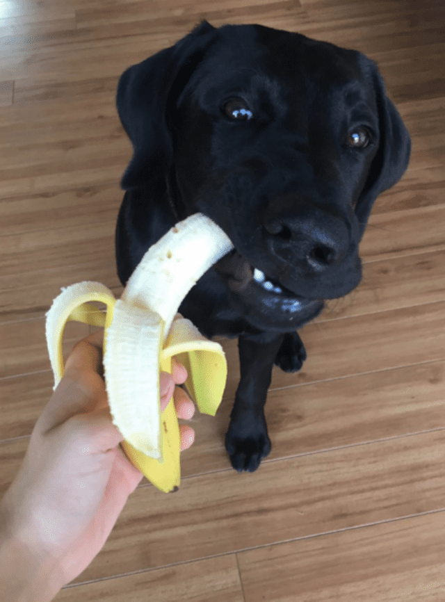 banana dog 3 cut