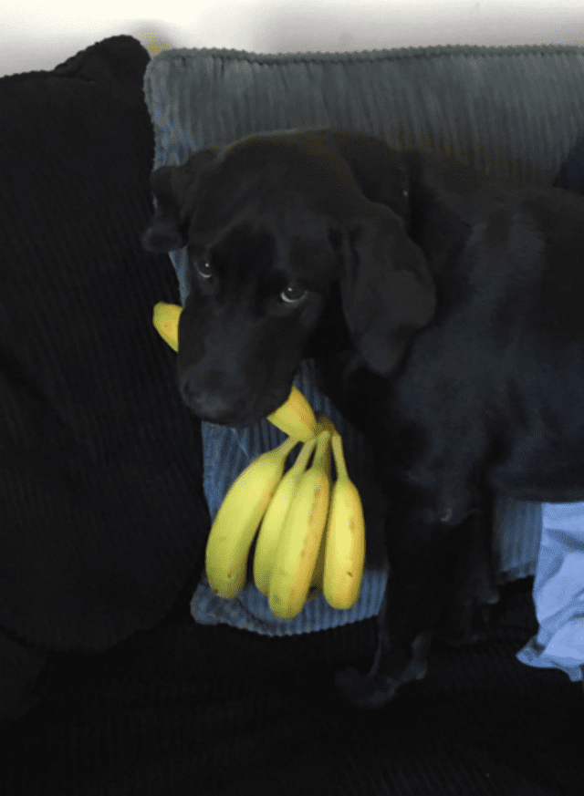 banana dog 4 cut