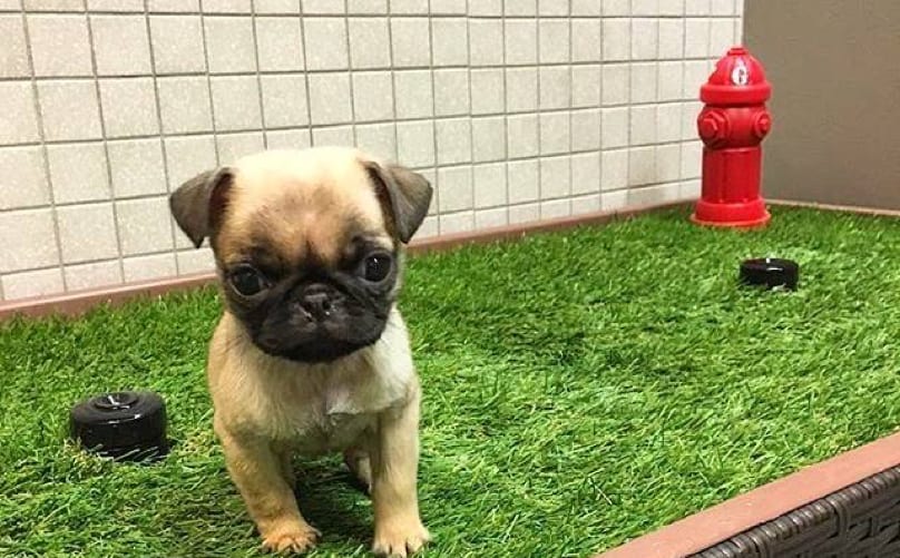 chicago pet relief
