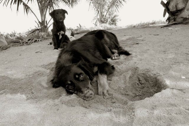 dead dog beach