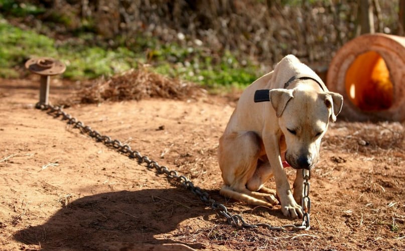 dog chained to yard