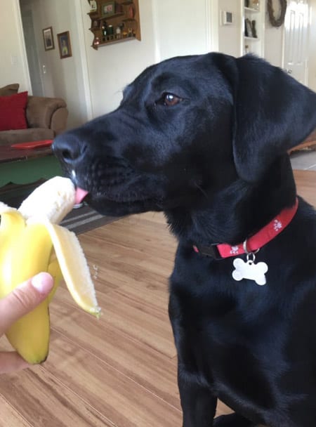 dog-loves-bananas-3