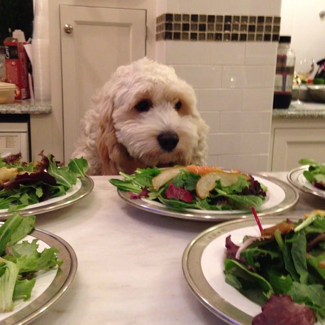 dog salad